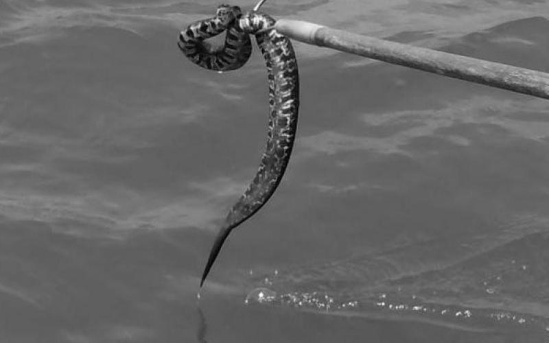 Bennett says TPWD fisheries crews have encountered several water moccasins that have been dispersed from their natural habitat by the rising water. (Dan Bennett Photo)