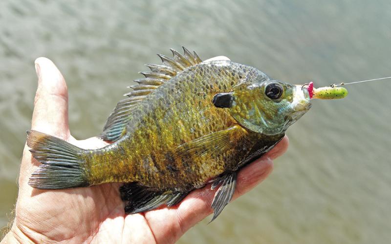 Fun loving anglers can have a ball when bream take up housekeeping in the shallows. Photo by Matt Williams