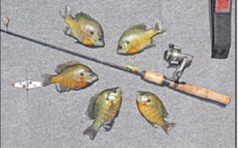 Small baits and tiny hooks are critical ingredients to a solid bream shing strategy. Photo by Matt Williams