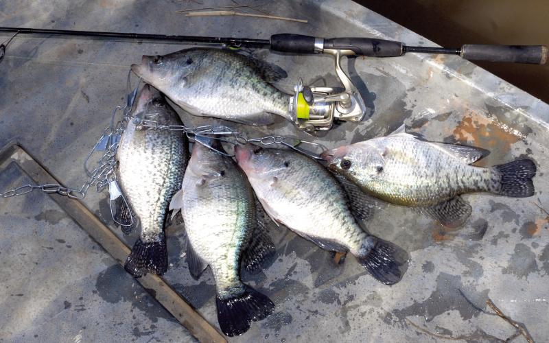 Geared For Crappie