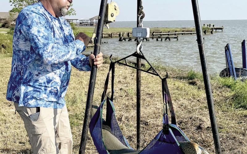 Fishing guide Capt. Kirk Kirkland of Trinity weighed Weston’s record alligator gar at lakeside on a certified portable scale prior to releasing it back into the 90,000-acre reservoir. Courtesy Photo Art Weston