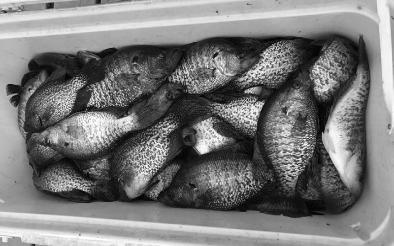 High-Tech Crappie