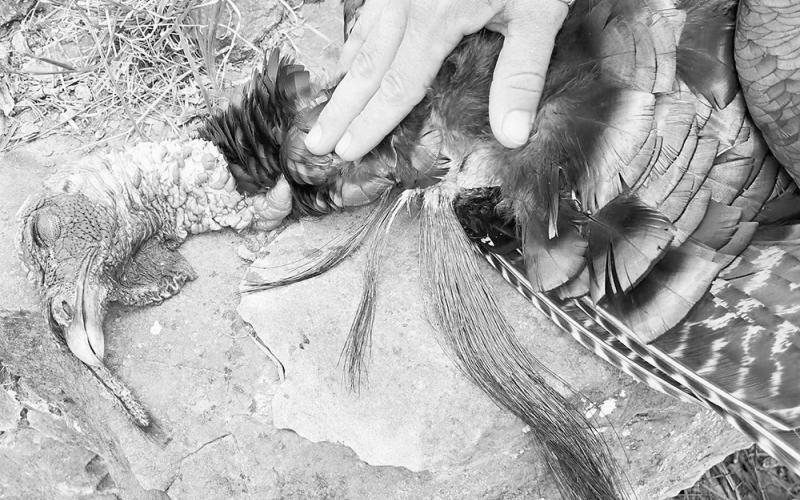 Gladfelter’s stately gobbler grew four different beards measuring 10 inches, 6 1/2 inches, four inches and one inch, respectively. Wild turkey