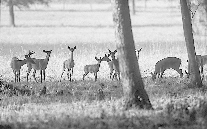 TPWD is proposing to increase the number of “doe days” from four to 16 or more days in 21 Post Oak Savannah counties to allow for more hunting opportunity and to help offset undesirable skewed sex ratios. TPWD Photo