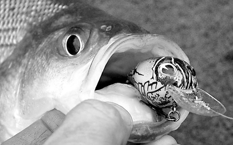 A shallow to medium-diving crank bait in a crawfish or shad color pattern is a good choice for white bass when the spawning run is on. Photo by Matt Williams