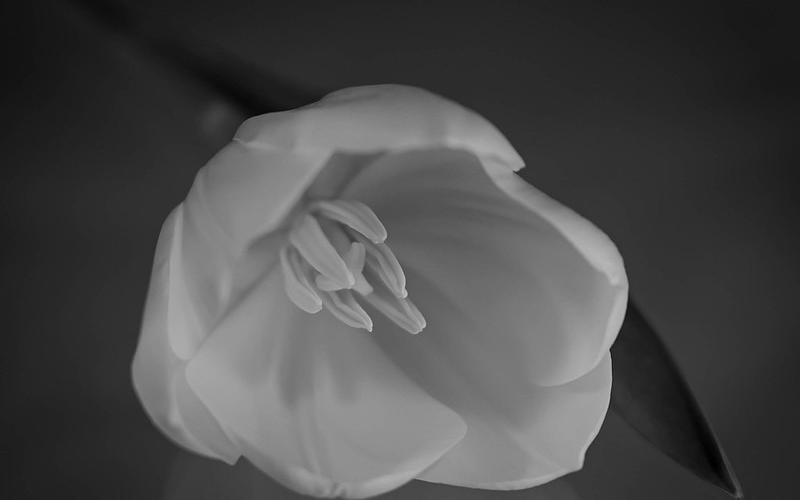 First Place Favorite Simple in White by Bobbie J Wood