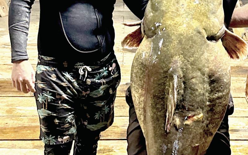 Noodlers recount cave brawl with 98.7 pound flathead, 14 feet down