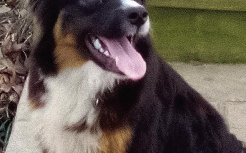 Do you know this dog?