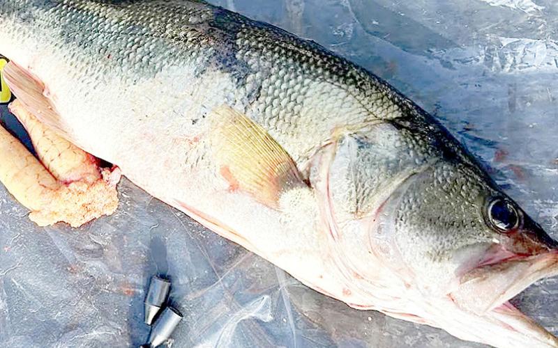 TPWD game wardens discovered weights in the stomach of a bass brought to weigh-in during a recent fishing tournament at Lake Fork. The angler, Curtis Lee Daniels of Willow Park, was arrested and charged with violating a Texas fishing tournament law. TPWD Photo