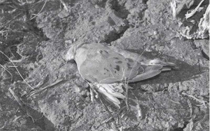 Hunters should make every effort to locate downed birds. Grey in color, doves can at times blend in with ground clutter so well they can hide in plain view. (Photo by Matt Williams)