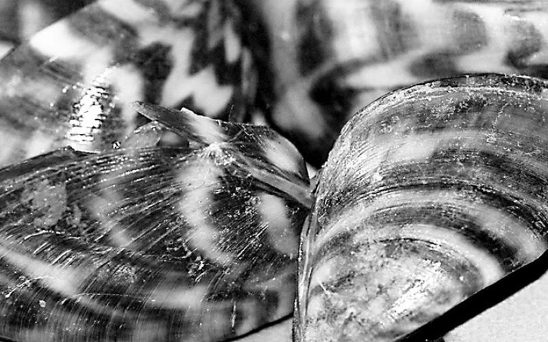 Invasive zebra mussels are currently found in 39 Texas lakes, but others are at risk. TPWD urges boaters to clean and dry their boats and drain all buckets and receptacles before leaving the lake.