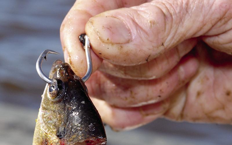 Flathead catsh feed mostly on live bait, but have also been known to eat cut bait and arti- cial lures. Some anglers believe the head of a perch or shad is more likely to fool a tathead than other cut bait. Photo by Matt Williams