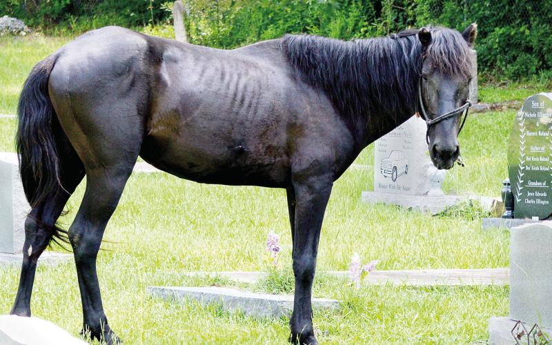 An escaped horse has been living in the Westview Cemetery in East Center for the past several weeks. He has resisted all attempts to capture him as he seeks to maintain his freedom. David Danley | Light and Champion