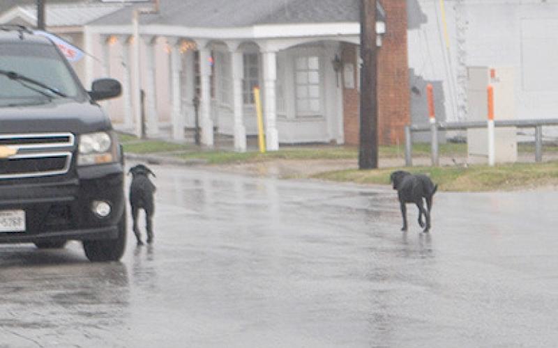 K9s fill the streets of Center daily with no warm shelter during the recent rains, causing flooding throughout our area and offering no safe haven for these strays. Photo By Dennis Phillips