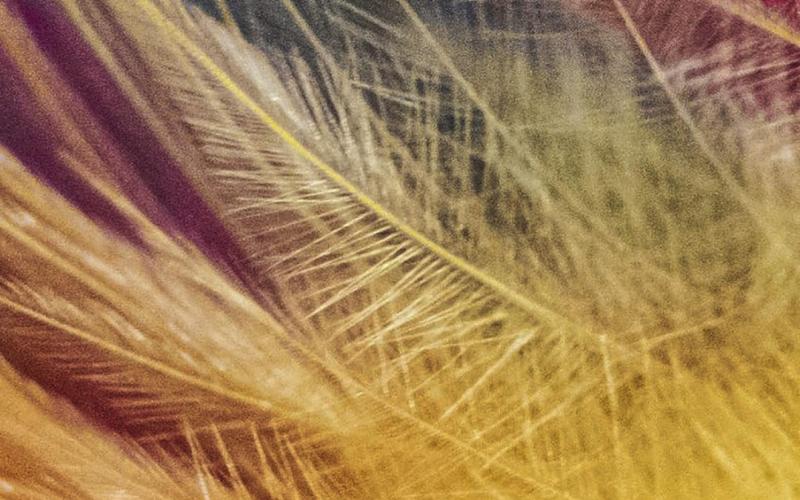 July photos from The Piney Woods Photographic Society