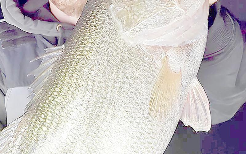 Fishing guide Christian Gladfelter first discovered the robust bass fishery at J.B. Thomas in May 2023. He has since steered his clients to hundreds of double-digit bass, many of them coming under the cover of darkness. Photo courtesy of Christian Gladfelter