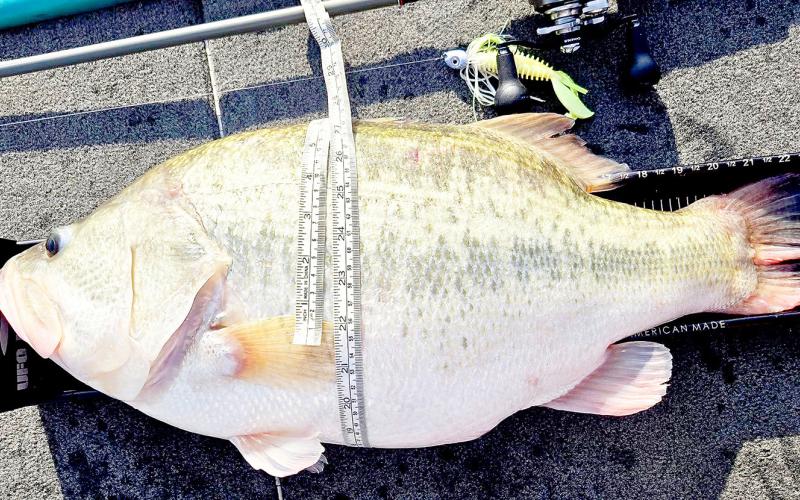 Both guides agree that J.B. Thomas sports physical builds unique from other lakes. The big ones are acrobatic and built like tanks with thick bodies girth to tail. Fish that are nearly as big around as they are long are the norm, even during the summer months. Photo courtesy of Christian Gladfelter