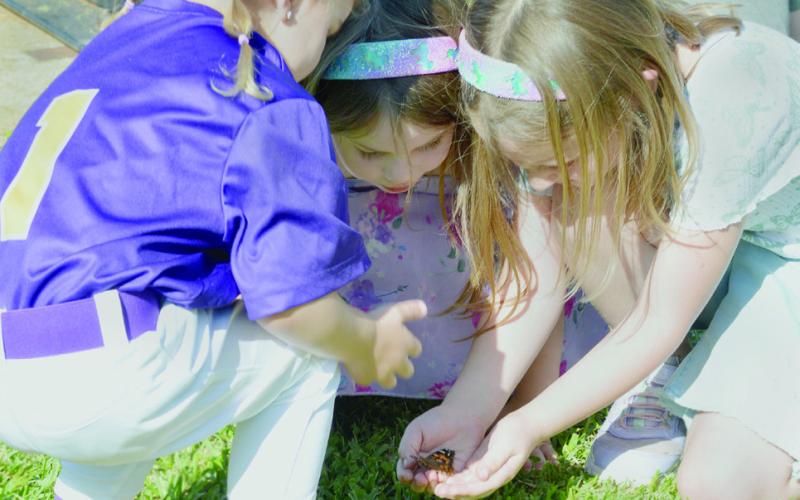 BUTTERFLY RELEASE
