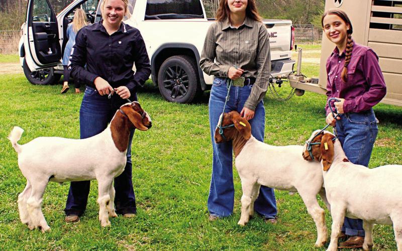 4-H and FFA Livestock Show attracts 100-plus exhibitors