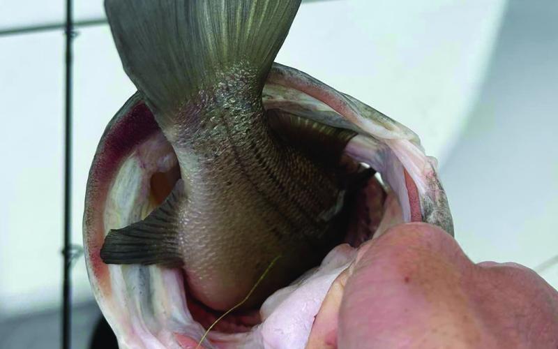 More Than a Mouthful