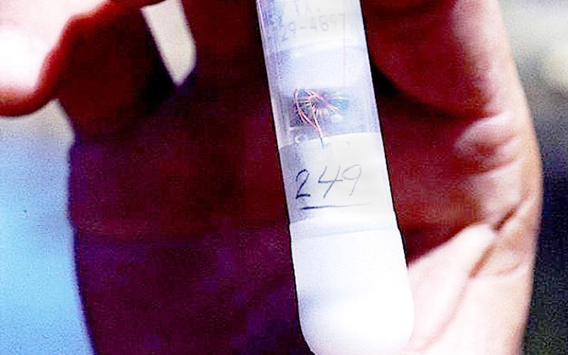 The thumb-sized transmitters were placed inside the bass’ body cavities. (MLF Photo)