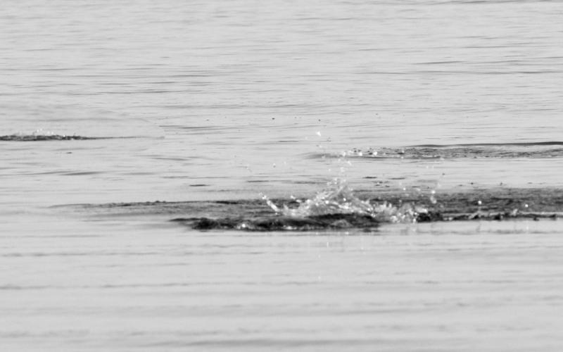 A group of school bass has their way with a pod of threadfin shad. (Photo by Matt Williams)