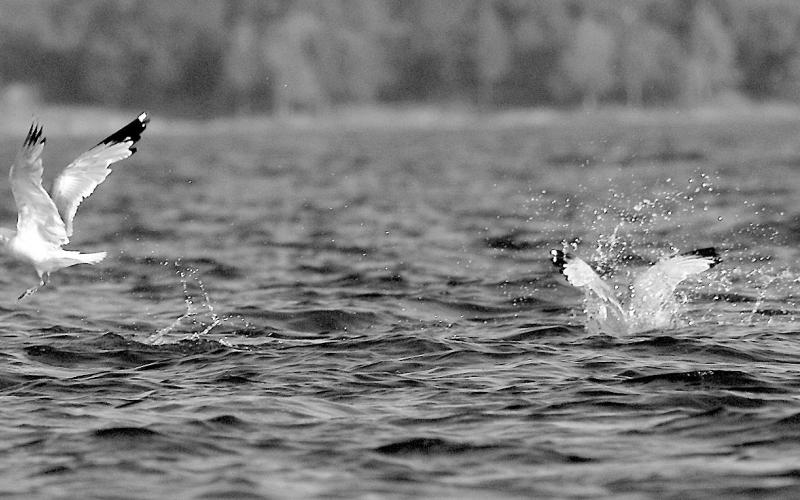 Gulls fish for a living. Feeding birds are a solid tip a blood bath is underway. (Photo by Matt Williams)