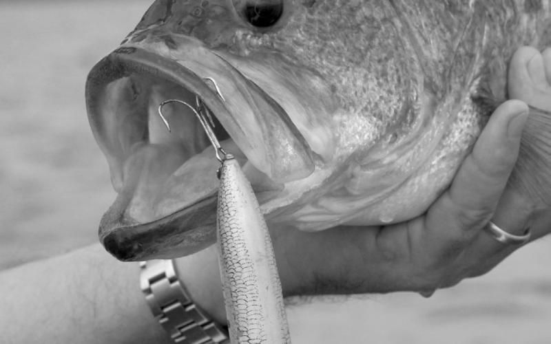 A bait that can be cast long distances is ideal for school bass, because it helps you reach the action without getting too close. This chunk fell for a Heddon Zara Spook. (Photo by Matt Williams)