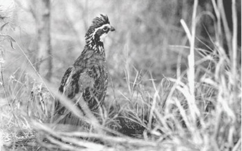 Bobwhite quail are dapper little game birds known for their signature trills, huddling in tight groups (called coveys) amid thick cover, then flushing in explosive bursts that can shock you. (Photo by Matt Williams)