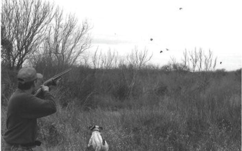 South Texas is expected to be the hottest spot for Texas quail hunters for the second consecutive season.The average number of bobwhites seen per route was 9.59 compared to 5.26 in 2022,up from the 15-year average of 9.21. (TPWD Photo, Jason Hardin)