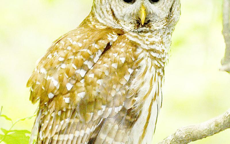 The barred owl is an opportunistic predator known to feed on rodents, small mammals, fish, lizards or crayfish. The majestic bird likes big woods and swampy areas. Matt Williams | Light and Champion