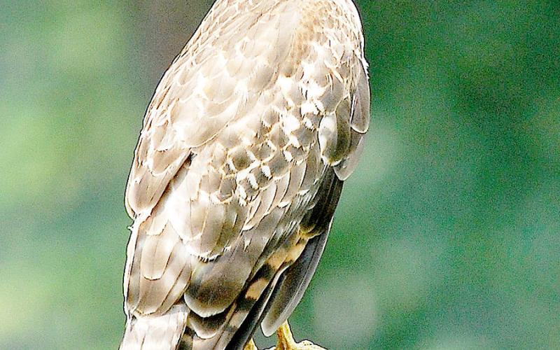 American osprey are fish-eating raptors that prefer living close to water. This one was photographed towards the upper reaches of Tenaha Creek on Toledo Bend. Matt Williams | Light and Champion