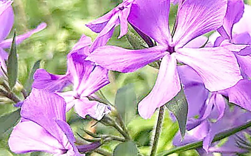 Beautiful plants like Phlox ‘Janet’s Purple’ will be available at the Garden Gala Day plant Sale. Submitted | Light and Champion