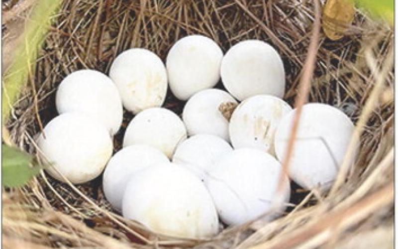 Wildlife biologist Brad Kubecka has documented 159 quail nests at a 9,000-acre Polk County ranch since 2019 and that quail numbers are thriving thanks to intensive habitat restoration efforts aimed at reestablishing the dapper little game birds. Photo by Brad Kubecka | Light and Champion
