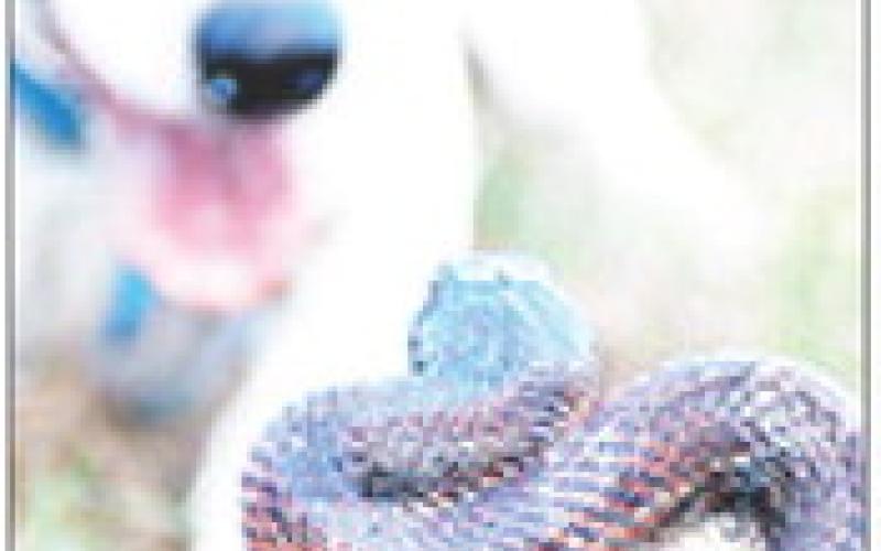 Texas rat snakes (chicken snake) have proven to be the No. 1 culprit in the depredation of quail nests in an ongoing quail translocation program currently underway in Polk County. Photo by Matt Williams | Light and Champion