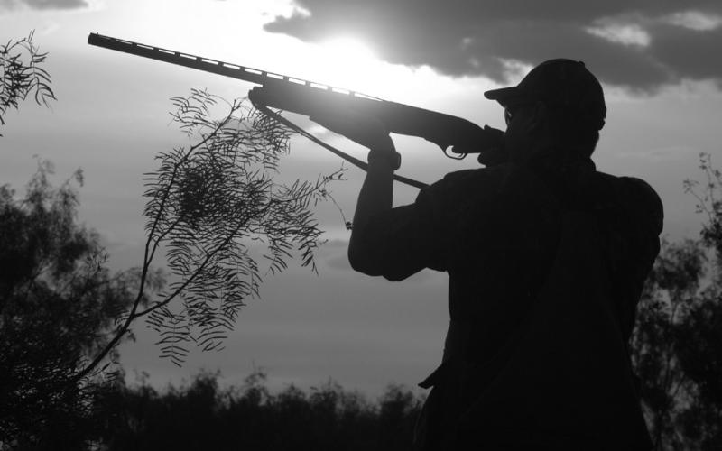 Thousands of Texas hunters will take the field on September 1 as the 2023-24 dove season gets underway at 30 minutes before sunrise. Dove hunting is a feathered cash cow believed to generate about $316 million annually for the state’s economy. (Photo by Matt Williams)