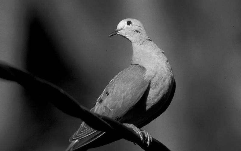 Mourning dove are the most abundant dove in Texas with a resident population estimated at 28.3 million birds. ( TPWD Photo)