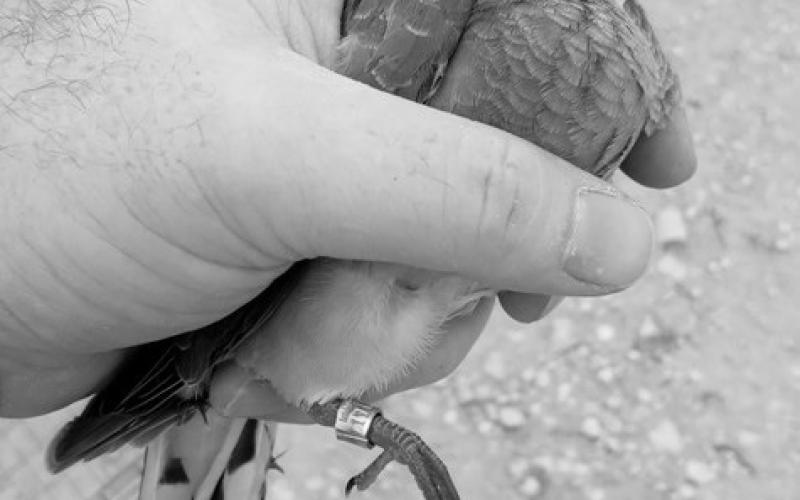 Hunters who harvest banded birds are encouraged to report the band identification number to the website listed on the band, www.reportband. gov. Scientists are able to gather all sorts of useful data from the banding program. (TPWD Photo, Billy Lambert)