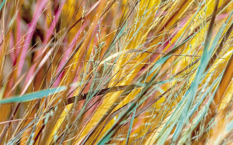 Third Place Favorite was “Colored Grasses” Billie Haggard Jones.