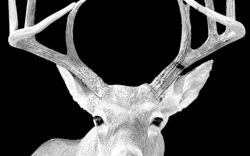 If you harvest a deer and elect not to shoulder mount the animal, don’t waste the cape. Give it to your local taxidermist for safekeeping and use later on. Courtesy Photo, David Clifton
