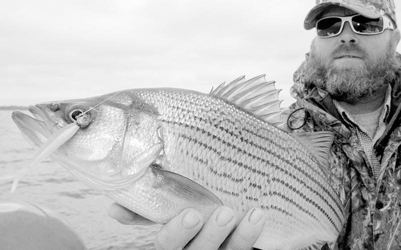 Cedar Creek fishing guide Jason Barber with a hybrid striper caught dead sticking a shad pattern soft plastic and jig head over deep water. Matt Williams | Light and Champion