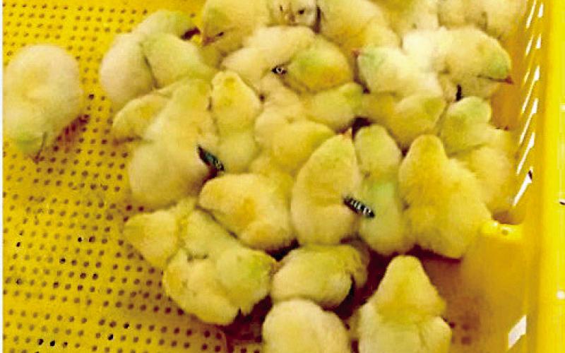 Time for Poultry Festival 4-H Broiler Show chick orders