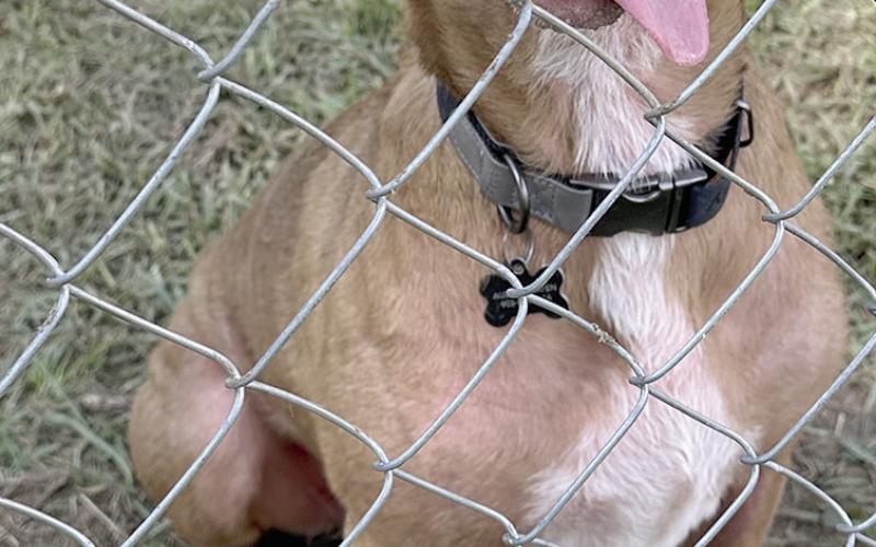 Happy Tails were wagging Saturday