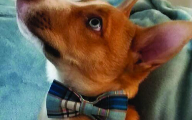 My name is Frankie. My namesake, Frank Sinatra, made the song “Fly Me to the Moon” very popular. But I changed the lyrics to “Fly Me to My Furever Home” Happy Tails Adoption, find us on Facebook.