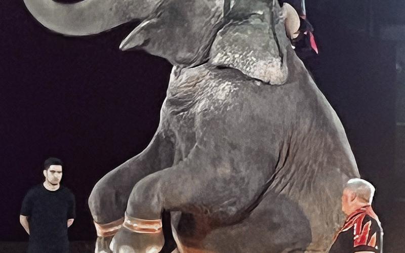 Above - The trained circus elephant performs to the delight of the Mysterious Circus crowd at the Expo Center last week. Ashley Chandler Light and Champion