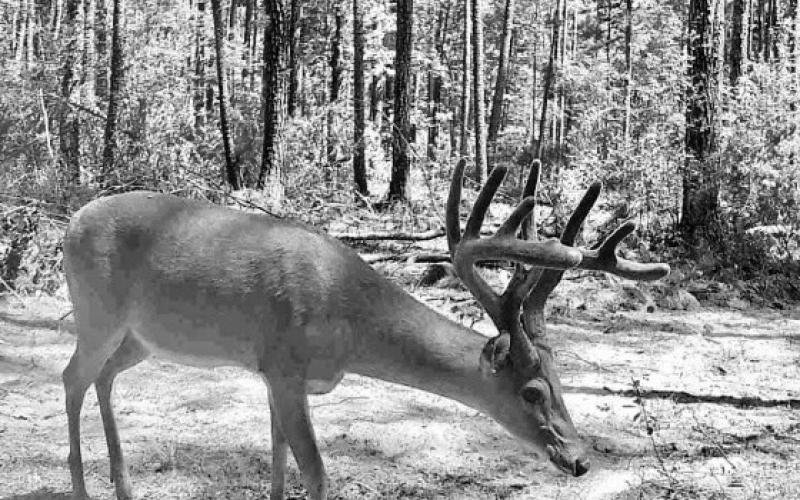 WHITETAIL OUTLOOK)
