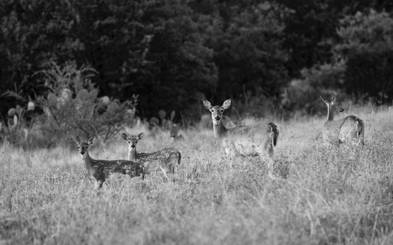 WHITETAIL OUTLOOK