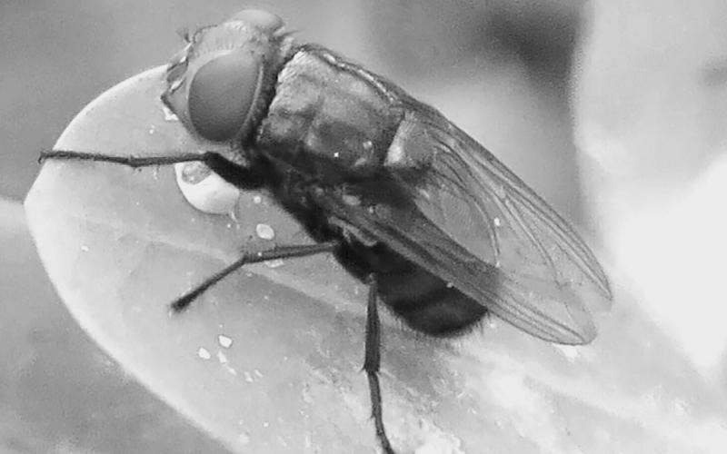 The USDA describes the New World Screwworm as a metallic green-blue fly with large orange eyes, about twice the size of a common house fly. NWSs do not bite animals; their damage comes from laying eggs in the open wounds of living, warm-blooded animals. The immature fly larvae feed on the living tissues of hosts, burrowing into the animal's tissue, causing tremendous damage and often resulting in the host's death. USDA Photo