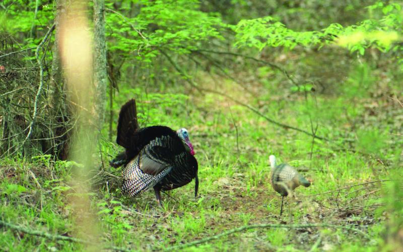 Tips for turkey