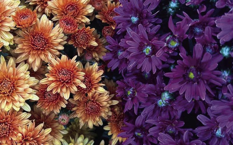 PWPS 3 Pl tie flowers
